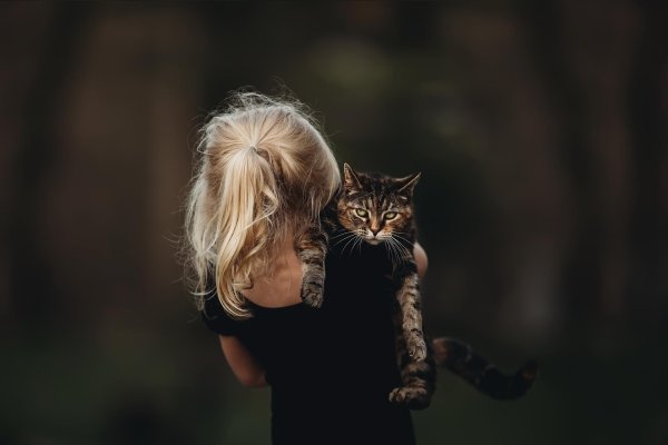Кот девушка